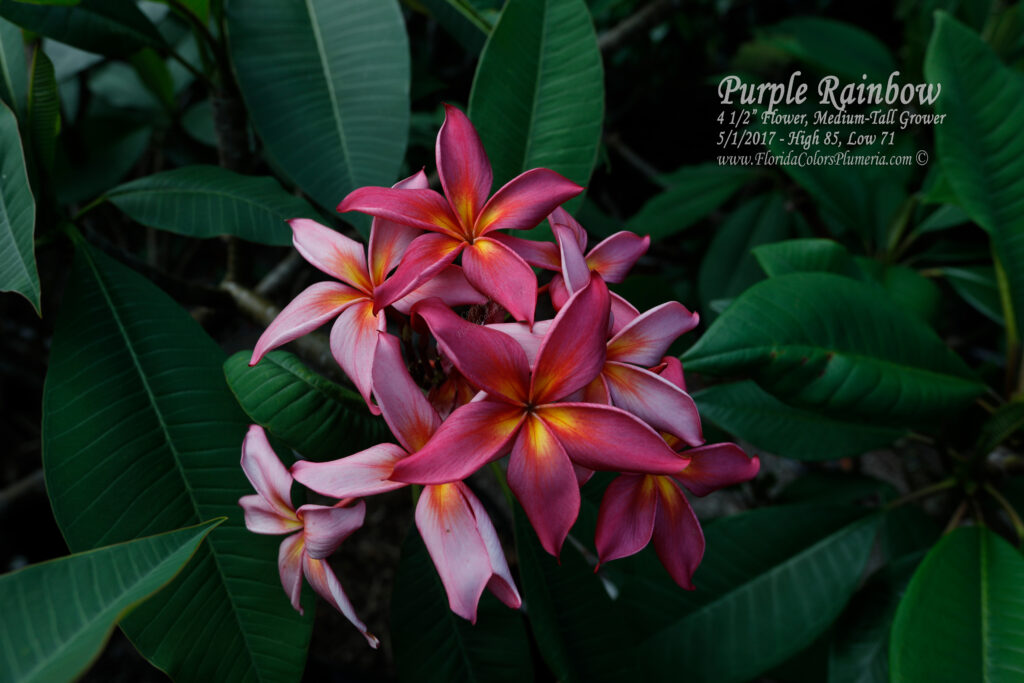 Purple Rainbow plumeria photo