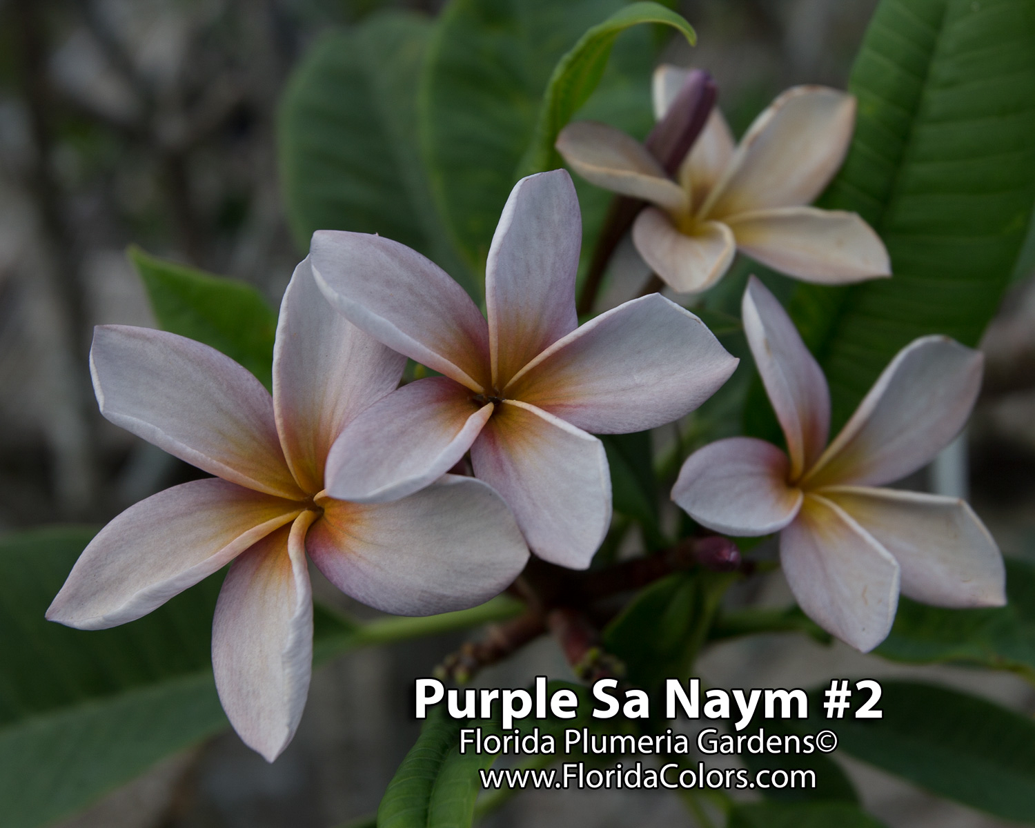 Purple Sa Neym plumeria photo