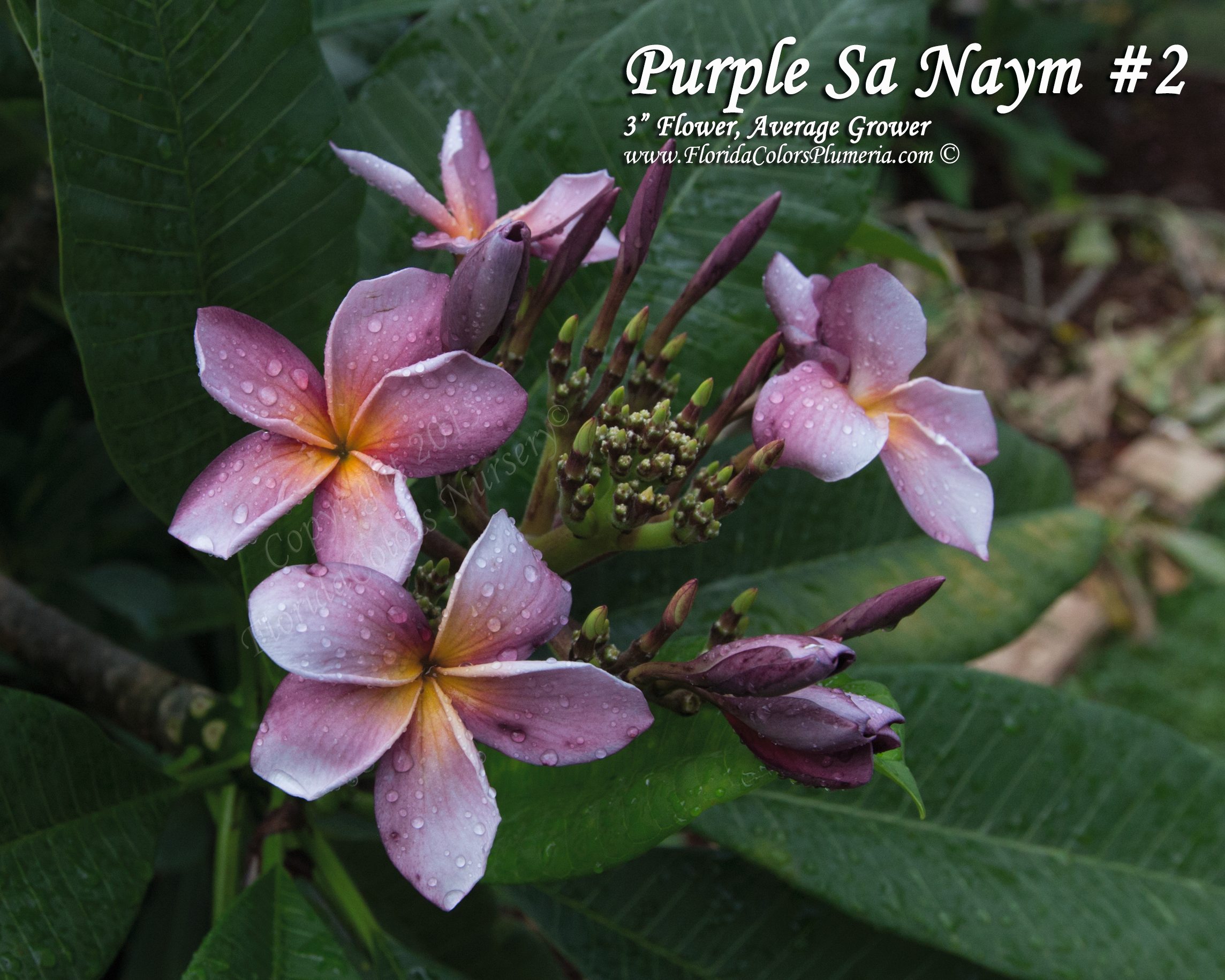 Purple Sa Neym plumeria photo
