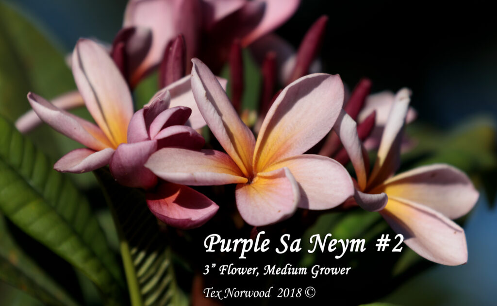 Purple Sa Neym plumeria photo