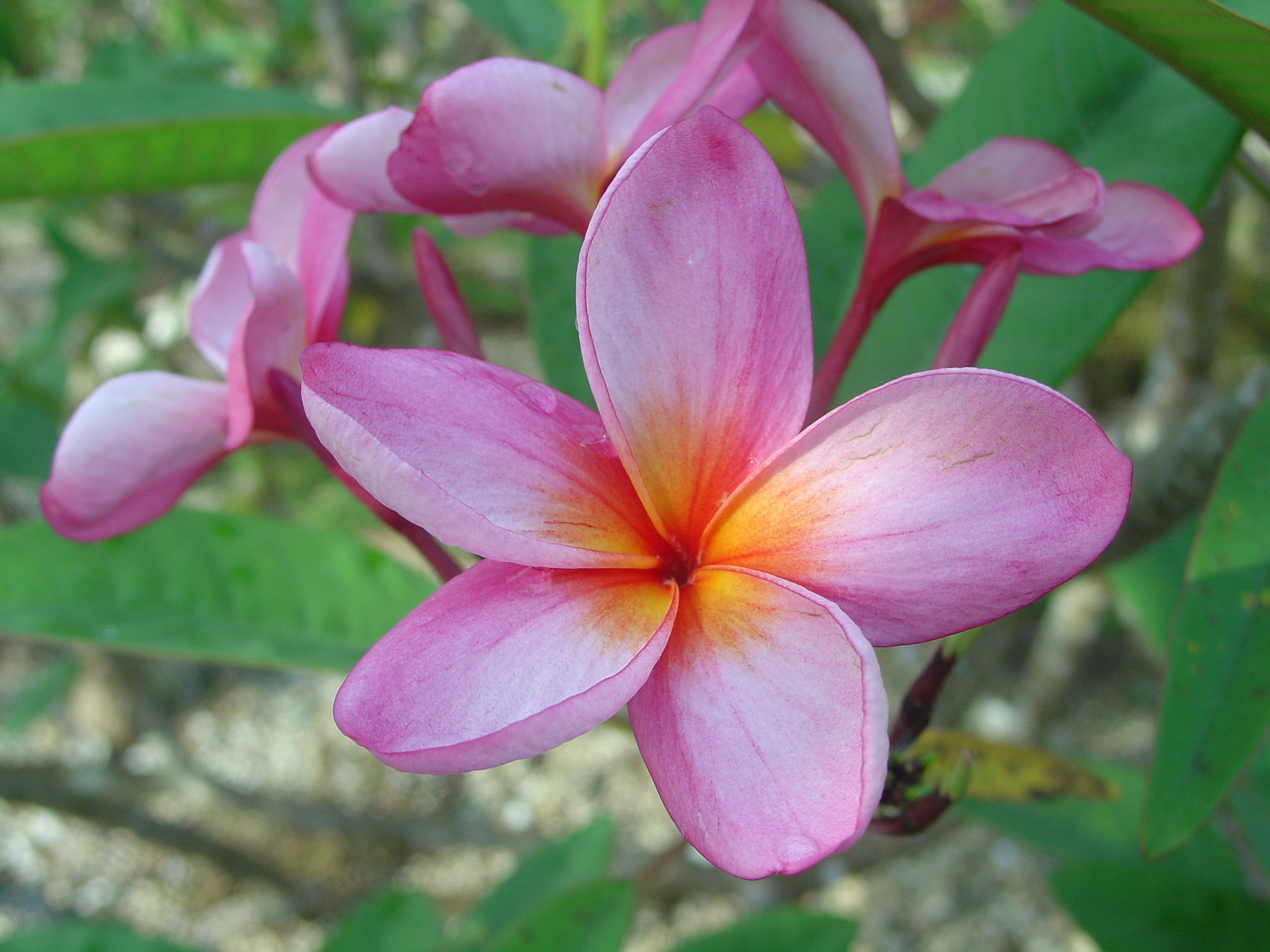 Kalapana plumeria photo