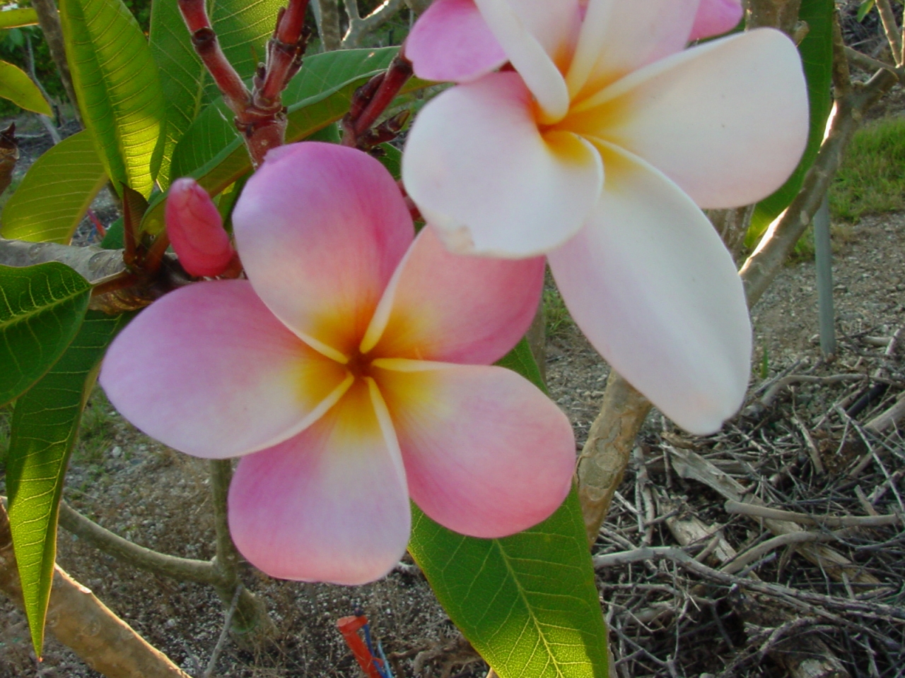 Robert Ludick plumeria photo