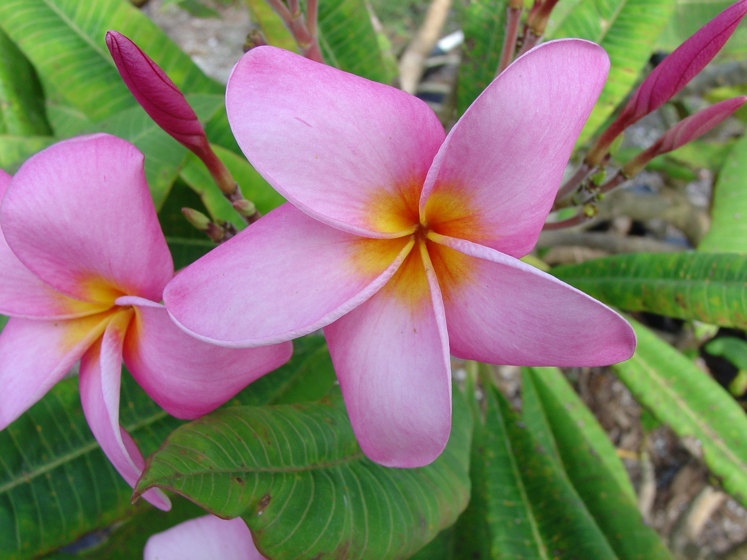 Rosa Elegante plumeria photo by Tex Norwood