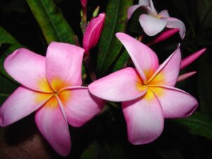 Rosa Elegante thumbnail