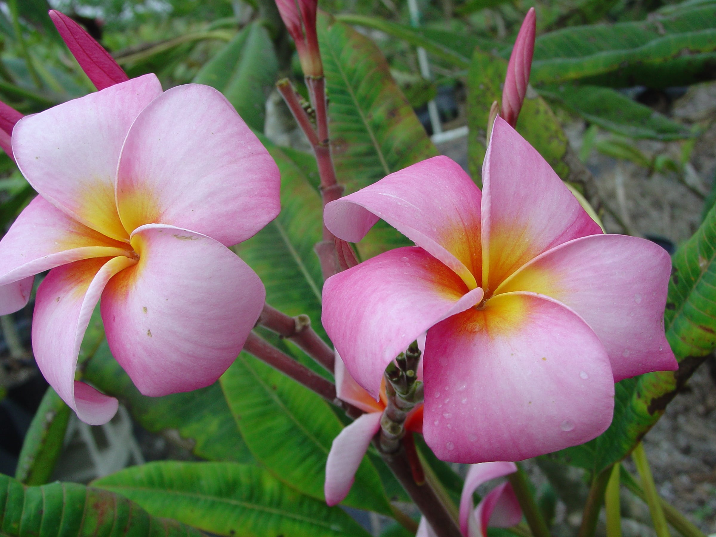 Rosa Elegante plumeria photo by Tex Norwood