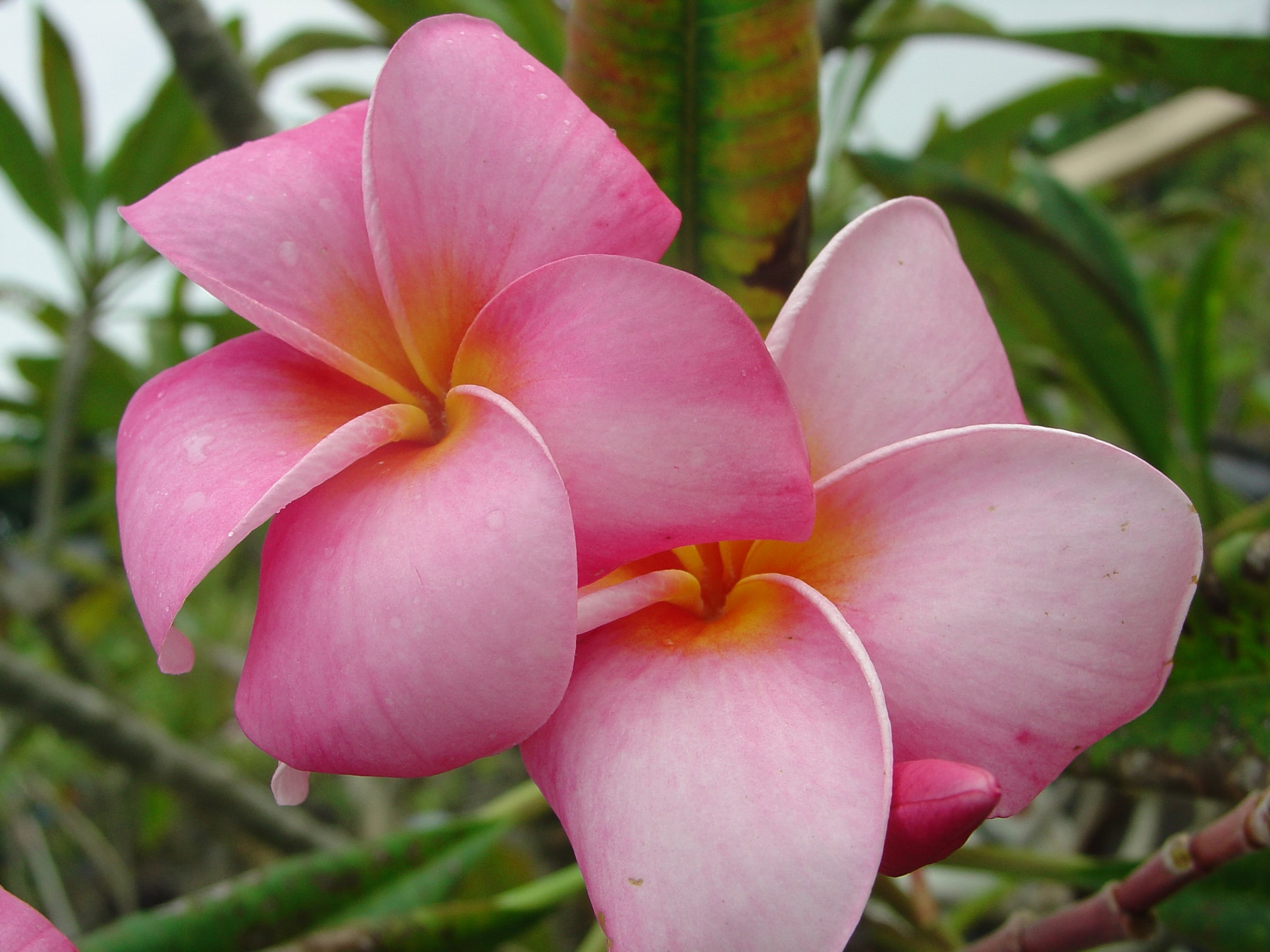 Rosa Elegante plumeria photo by Tex Norwood