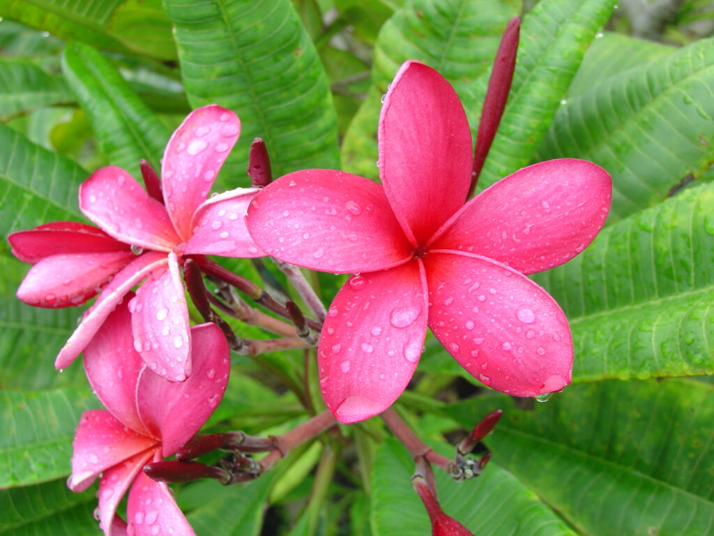 Rainbow Star plumeria photo