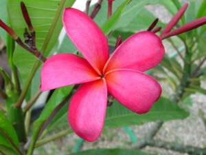 Rainbow Star plumeria