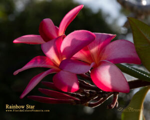 Rainbow Star plumeria photo