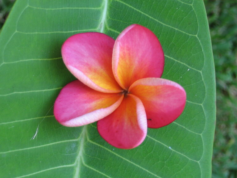 Rare Rainbow plumeria photo