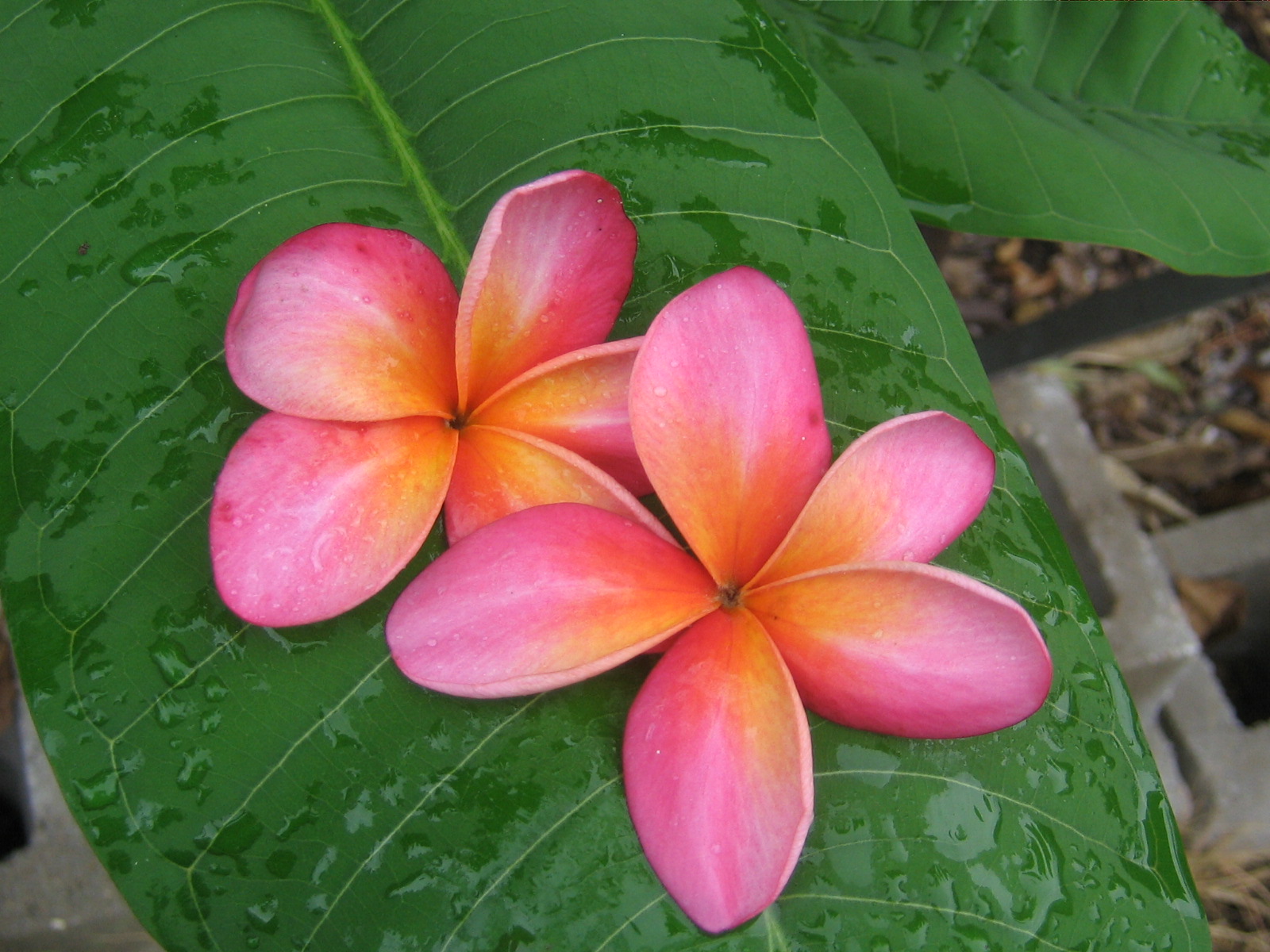 Rare Rainbow plumeria photo