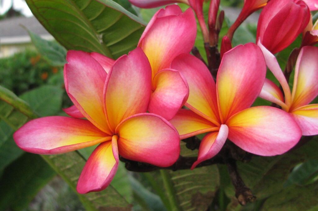 Raspberry Ripple plumeria photo