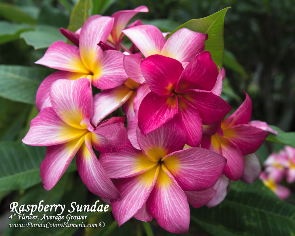 Raspberry Sundae plumeria photo