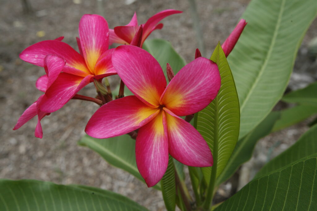 Raspberry Sundae plumeria photo