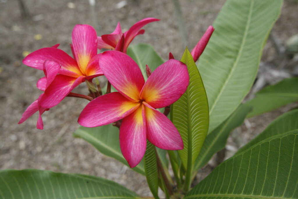 Raspberry Sundae plumeria photo