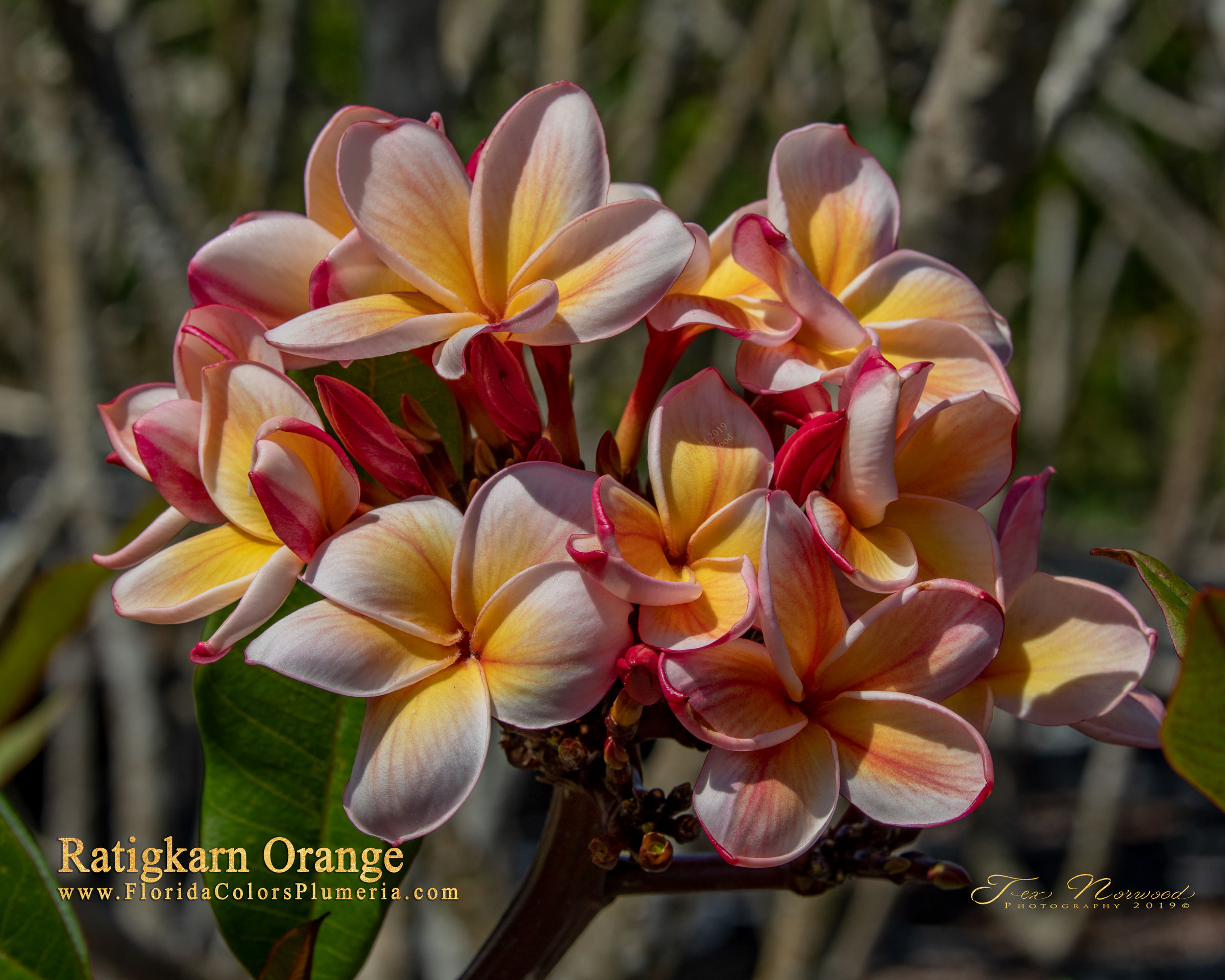 Ratigkarn Orange plumeria photo