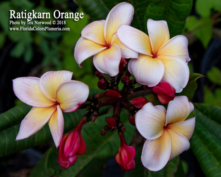 Ratigkarn Orange plumeria photo