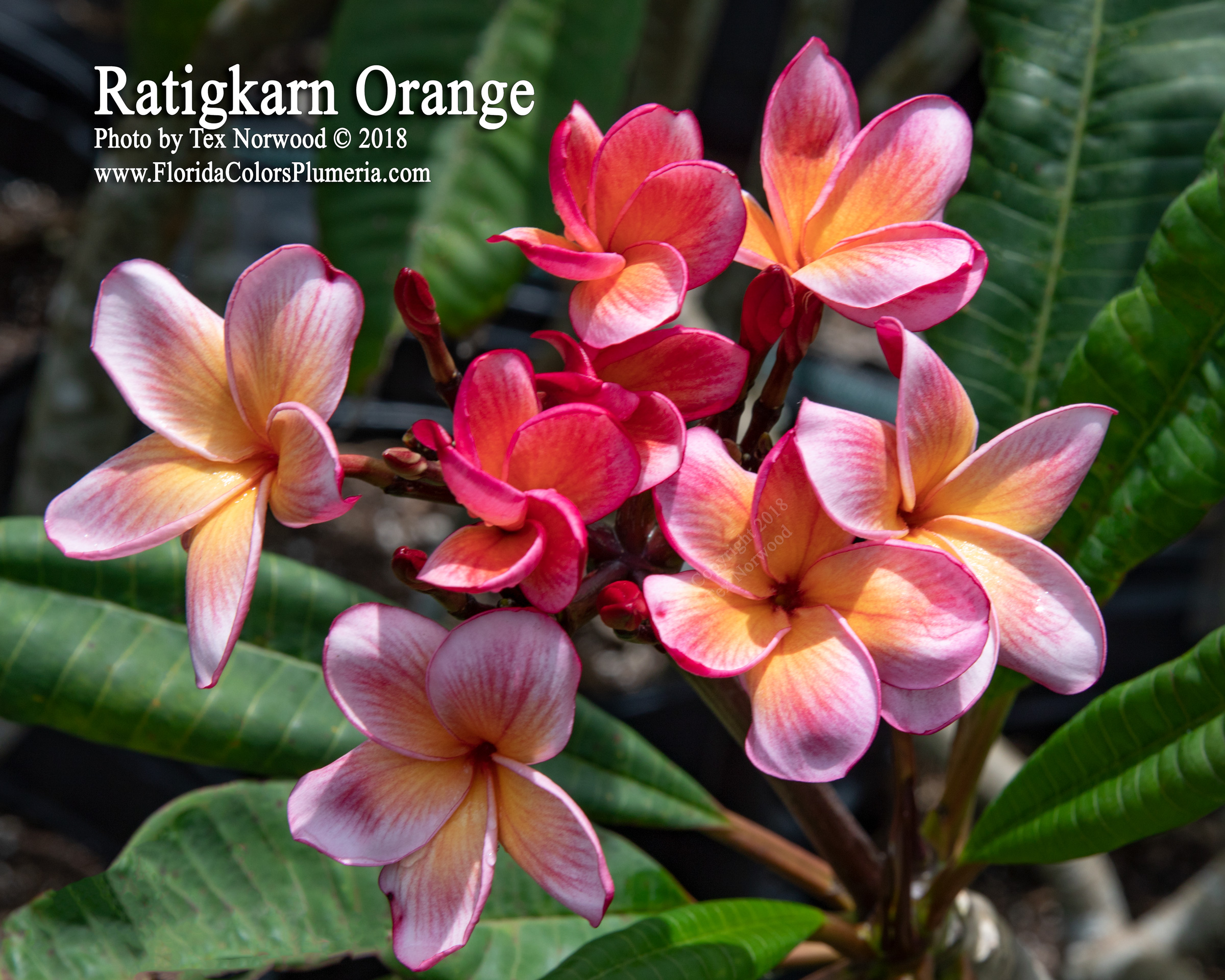 Ratigkarn Orange plumeria photo