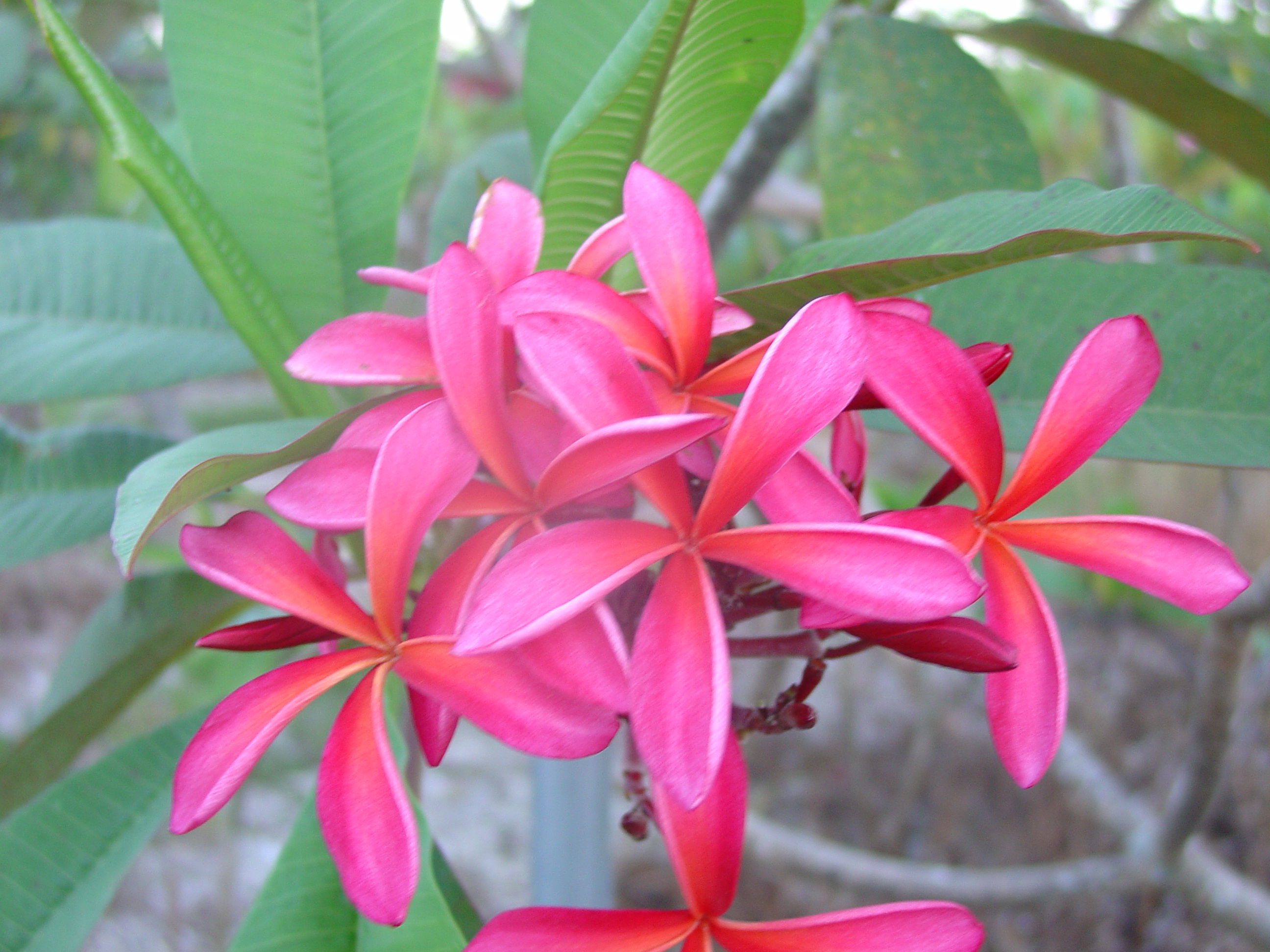 Ray’s Sunset plumeria photo