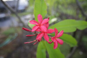 Razzleberry plumeria