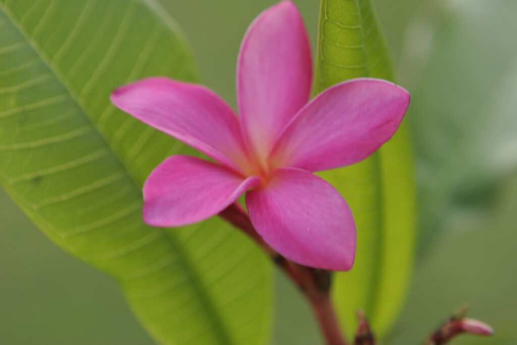 Razzleberry plumeria photo