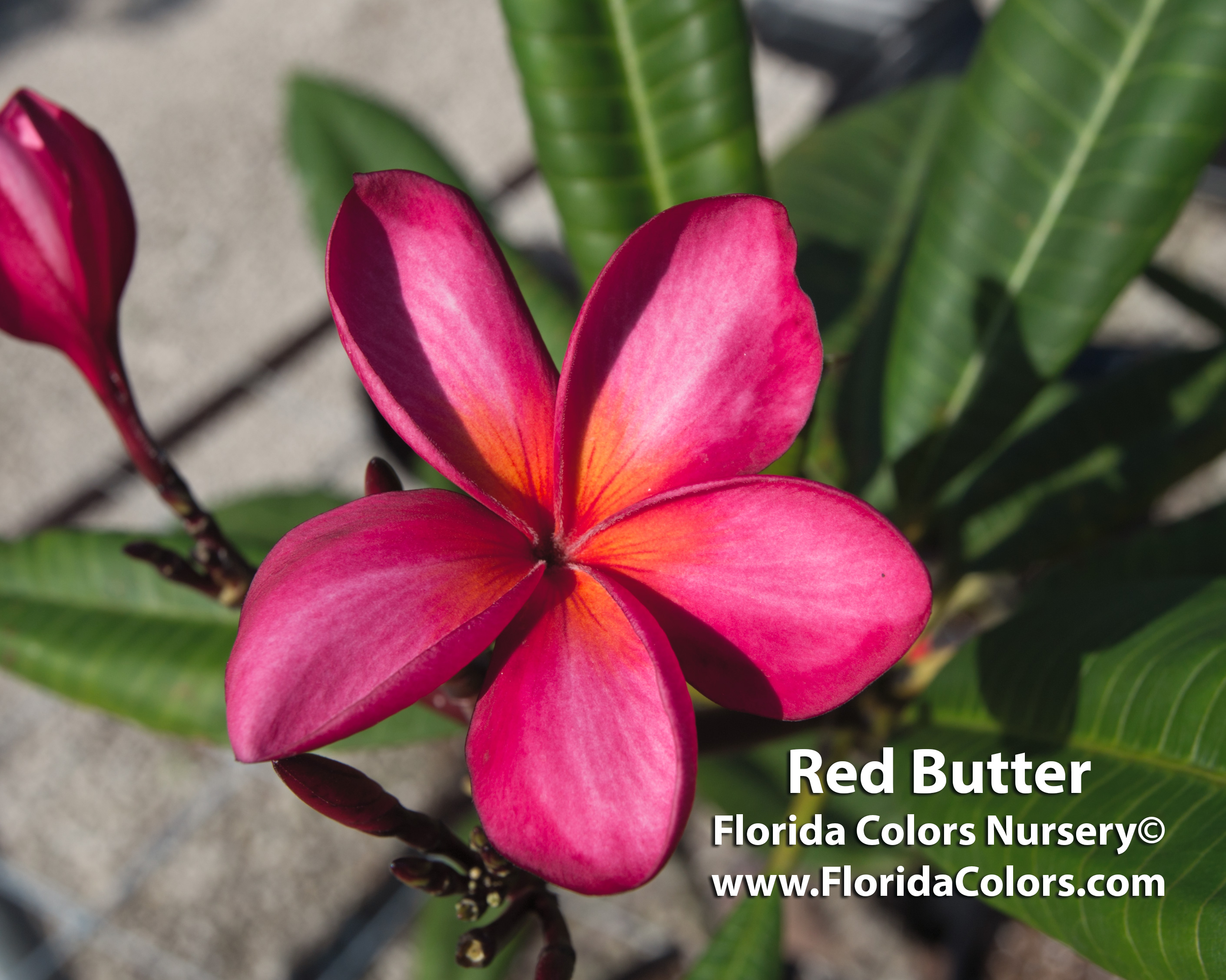 Red Butter plumeria photo