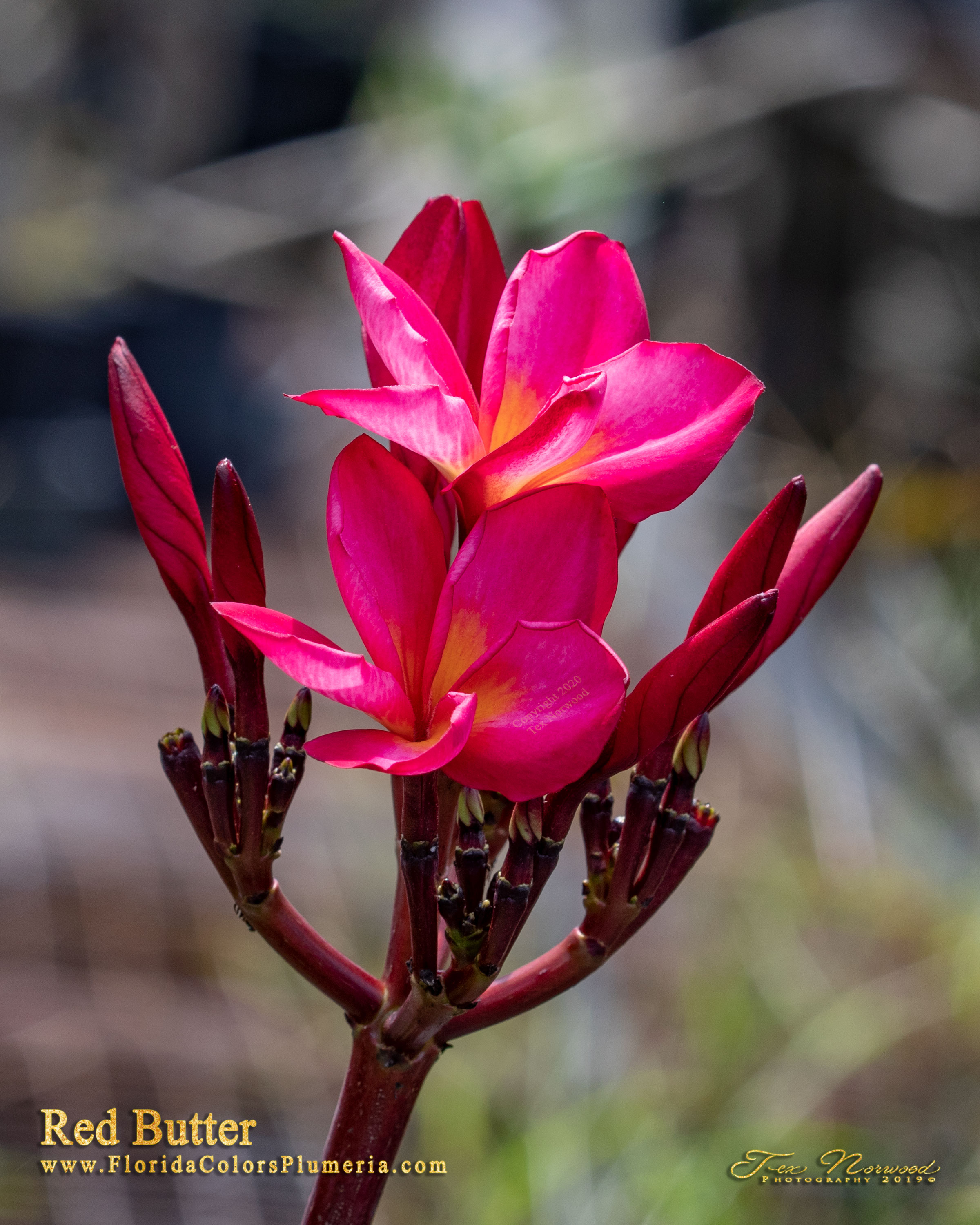 Red Butter plumeria photo
