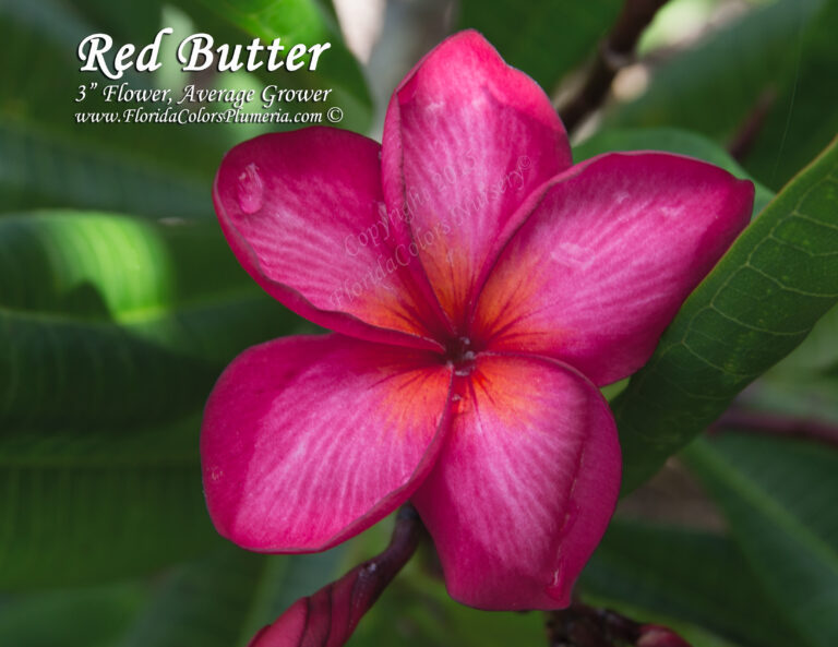 Red Butter plumeria photo