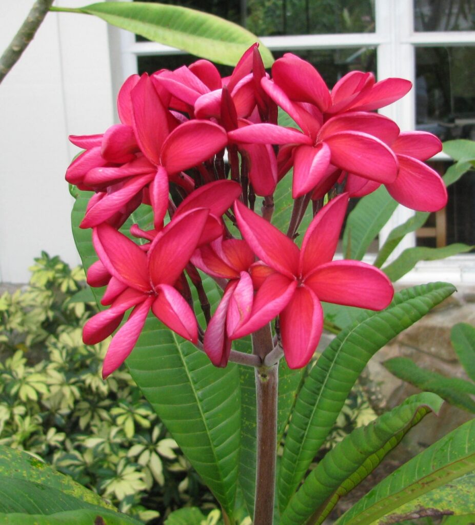 Red Hot Tango plumeria photo