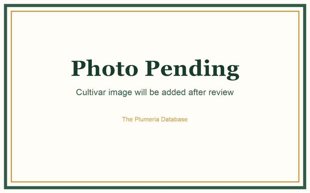 Gabrielle plumeria photo