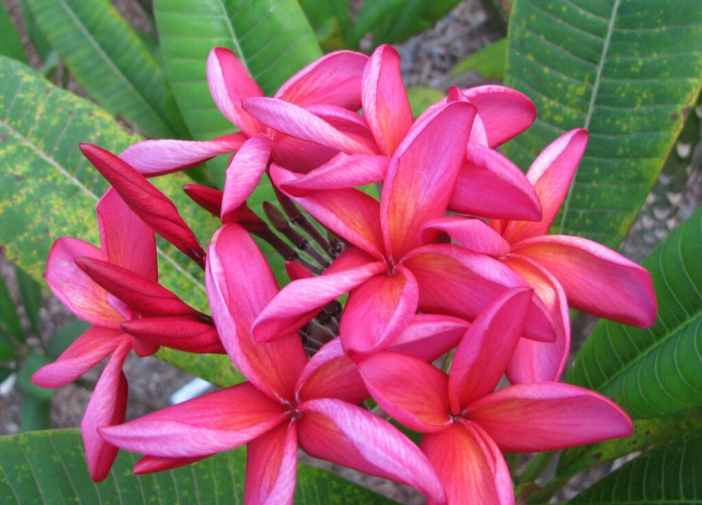Red Hot Tango plumeria photo