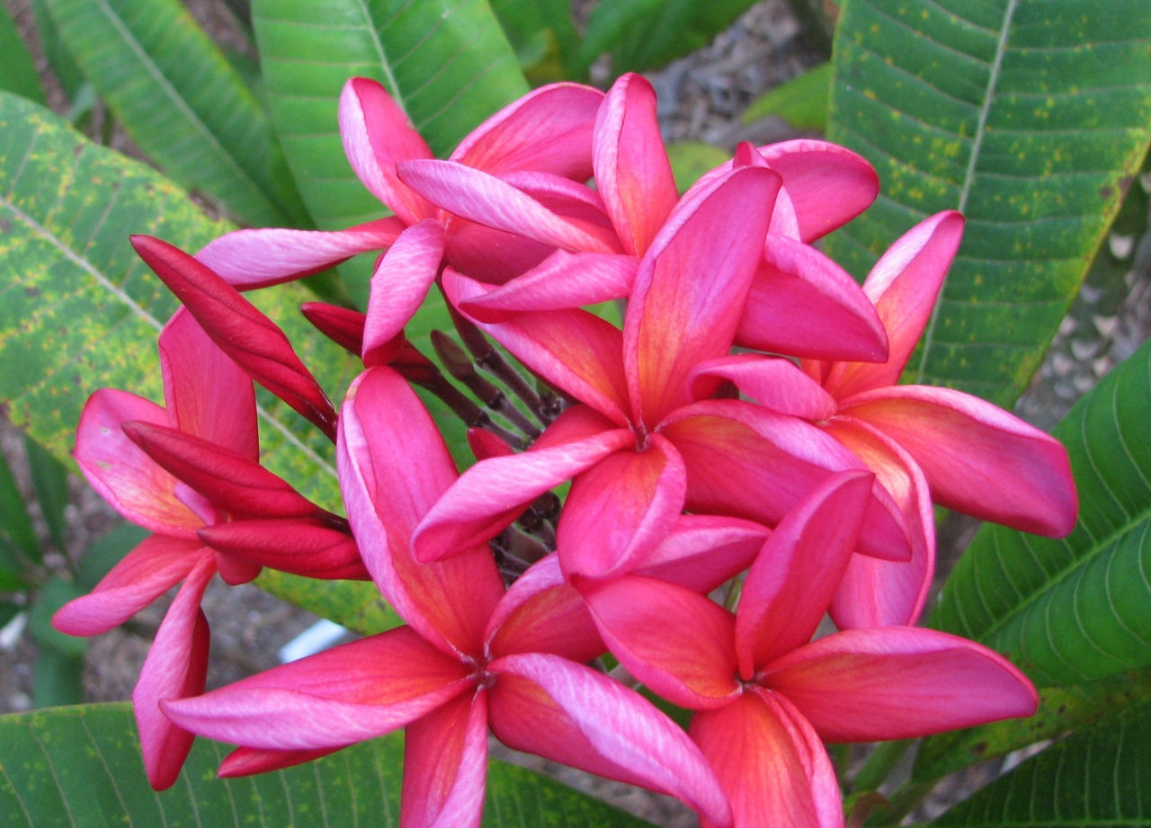 Red Hot Tango plumeria photo