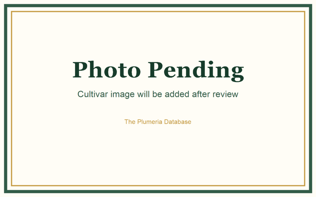 Gabrielle plumeria photo