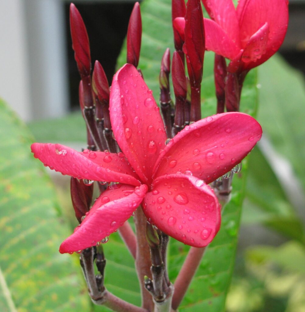 Red Hot Tango plumeria photo
