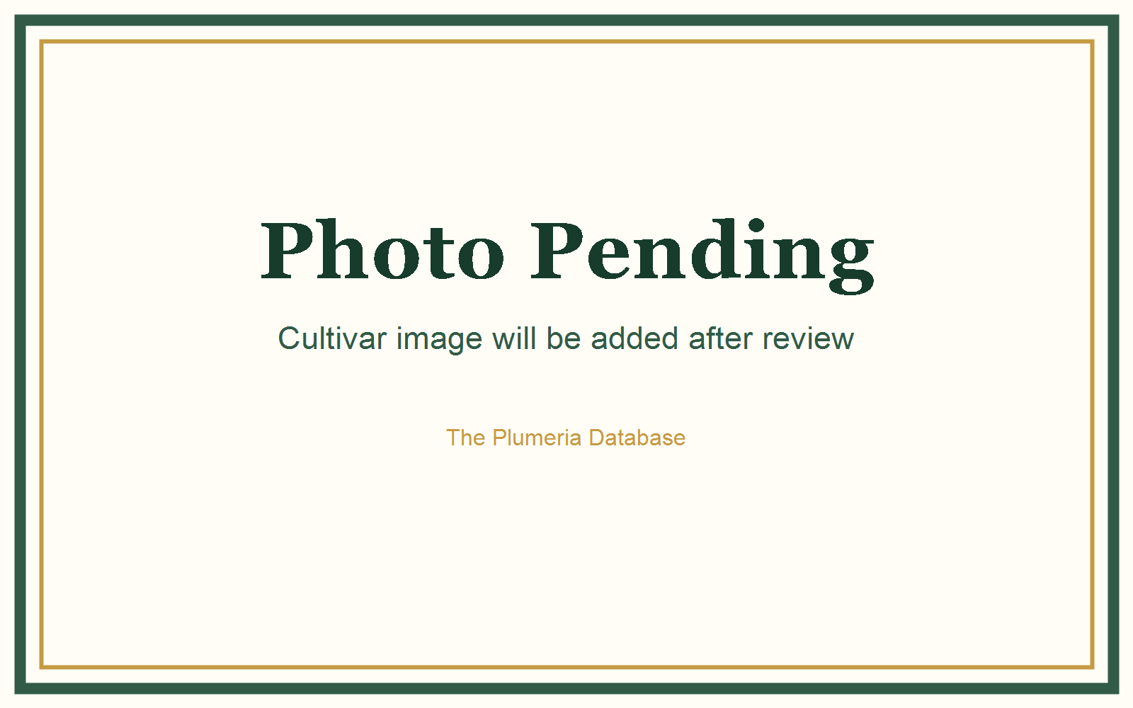 Gabrielle plumeria photo
