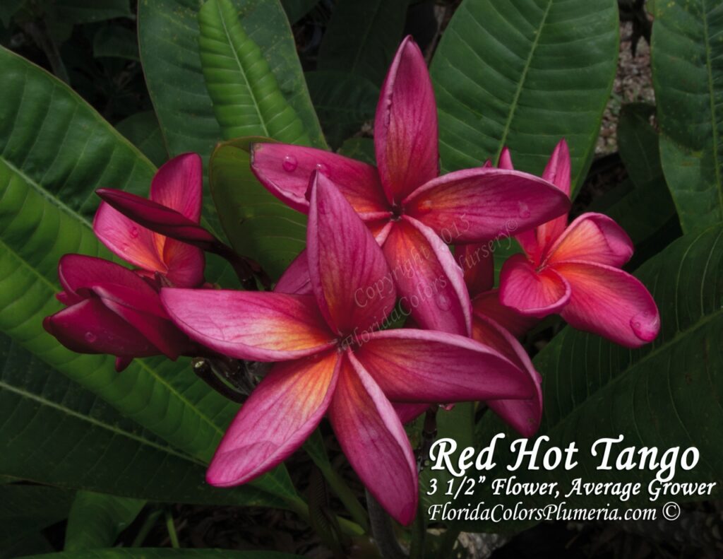 Red Hot Tango plumeria photo