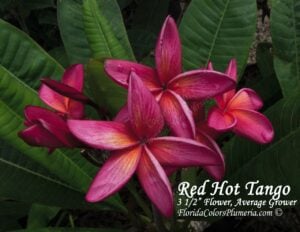Red Hot Tango thumbnail