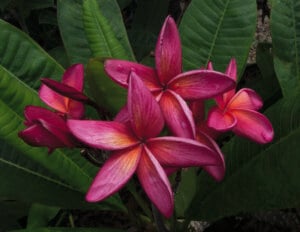 Red Hot Tango plumeria