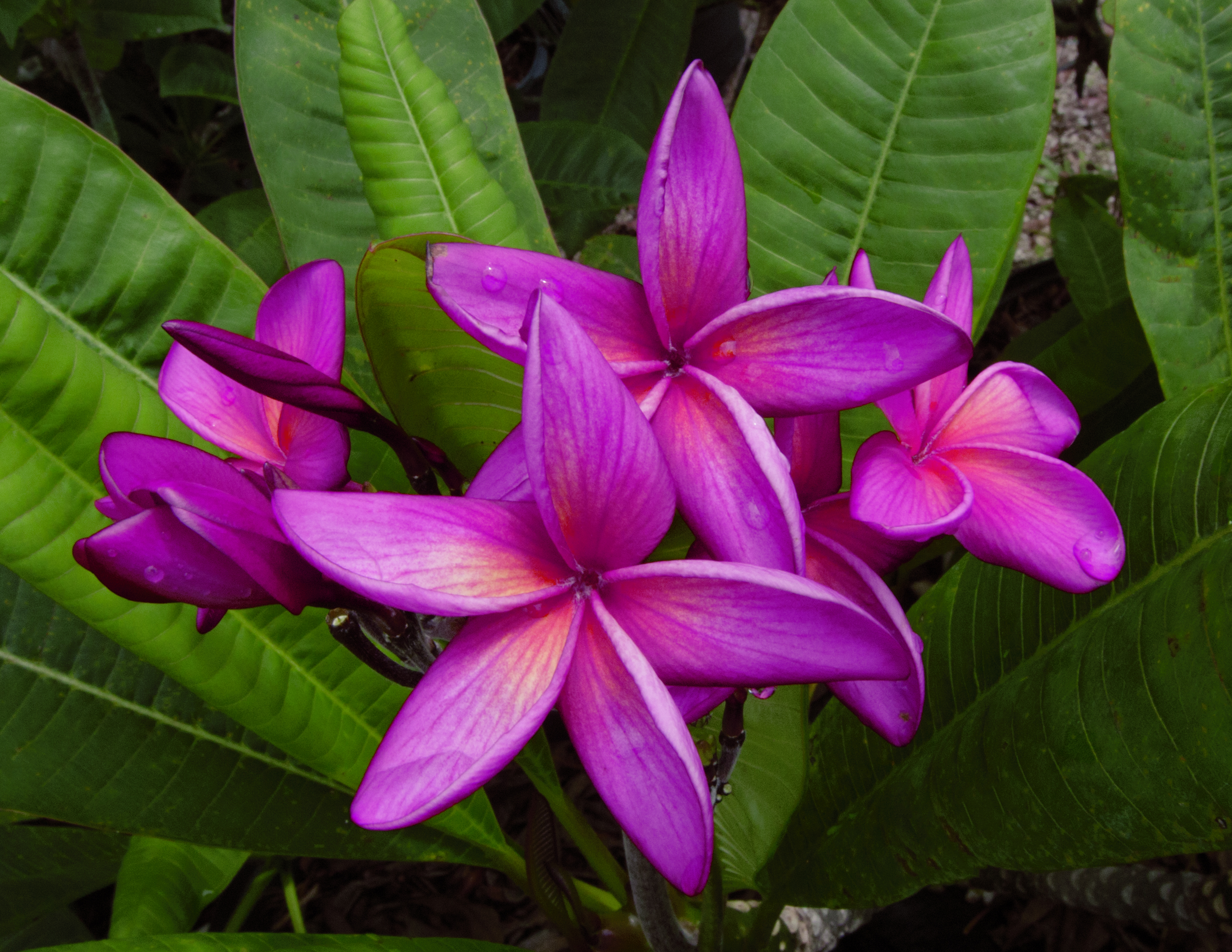 Red Hot Tango plumeria photo