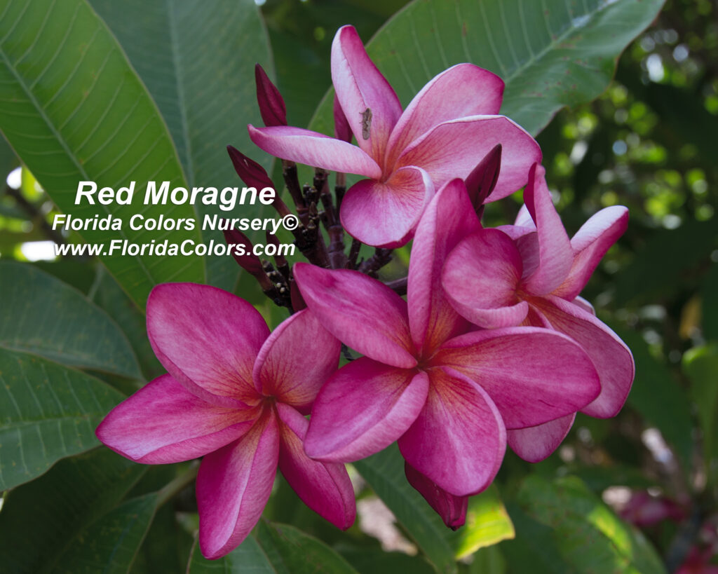 Red Moragne plumeria photo