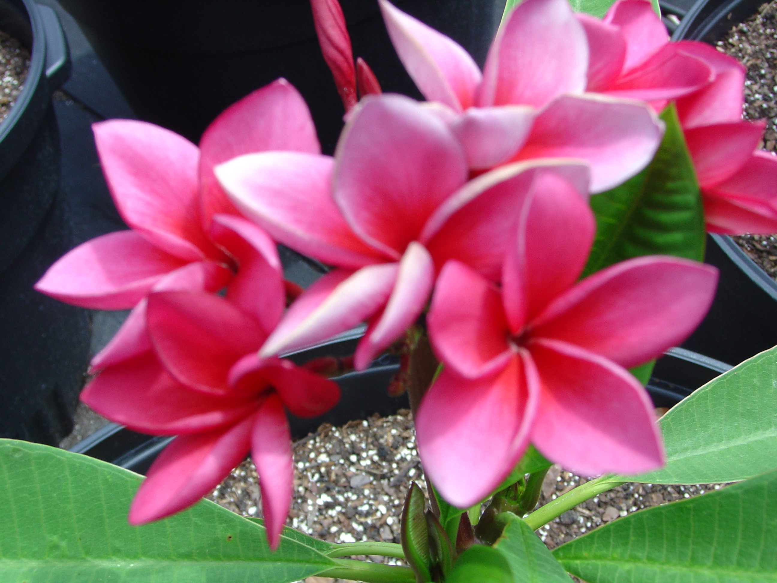 J.L. Red-Orange plumeria photo