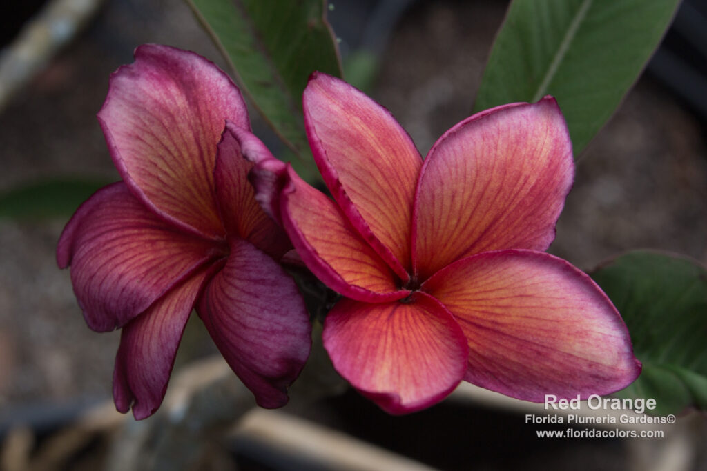 J.L. Red-Orange plumeria photo