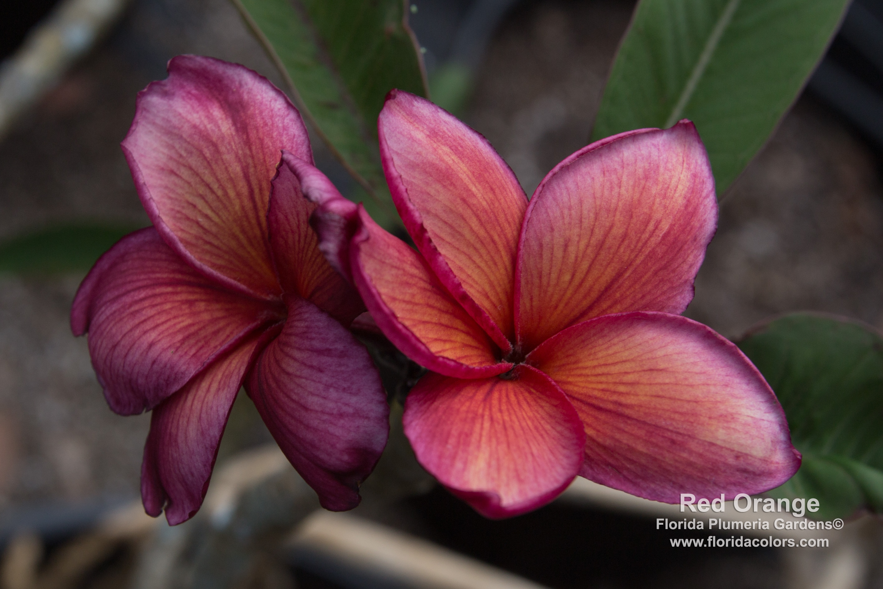 J.L. Red-Orange plumeria photo