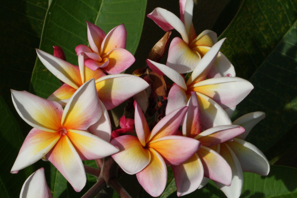 Renaissance plumeria photo