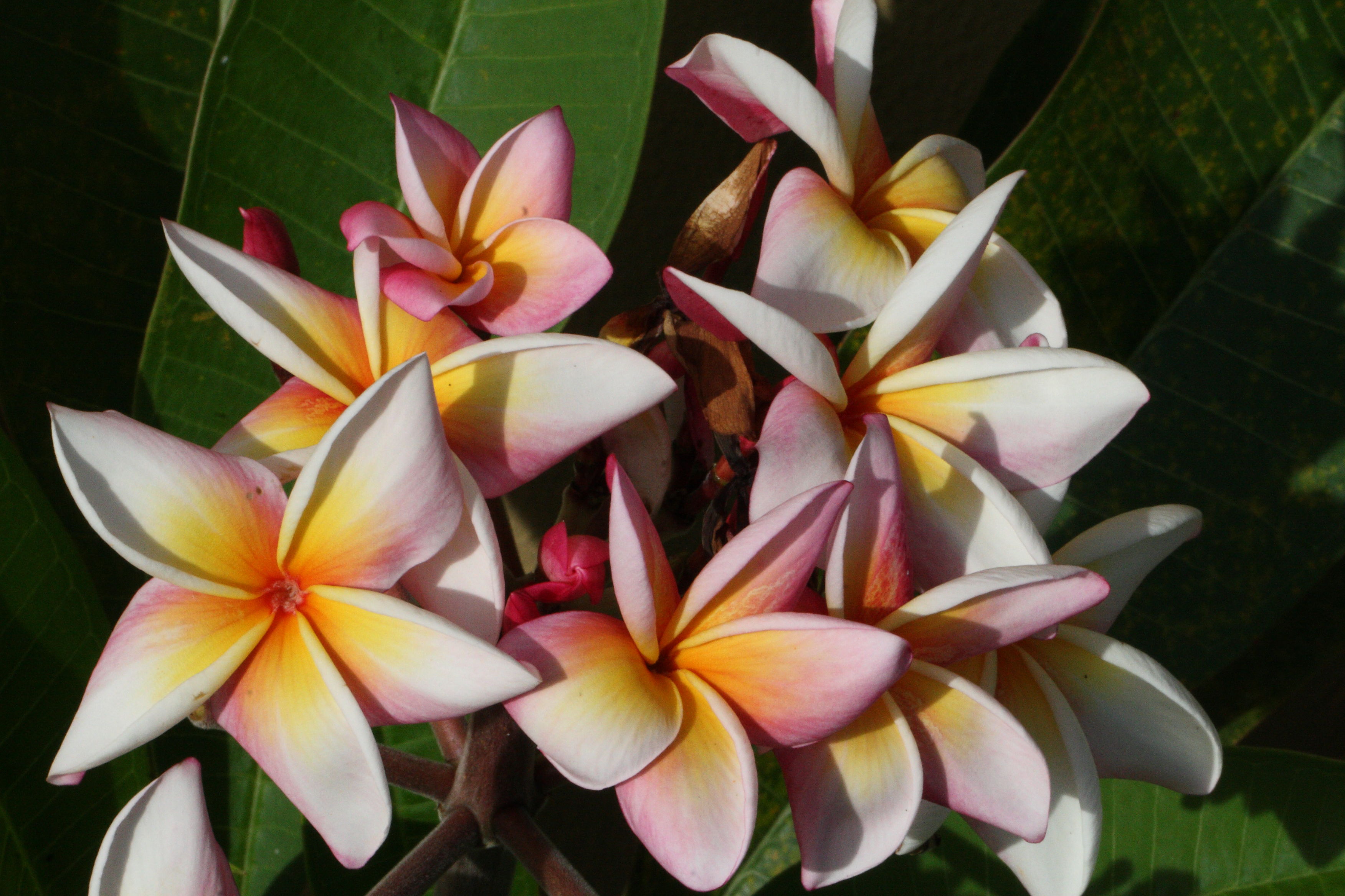 Renaissance plumeria photo