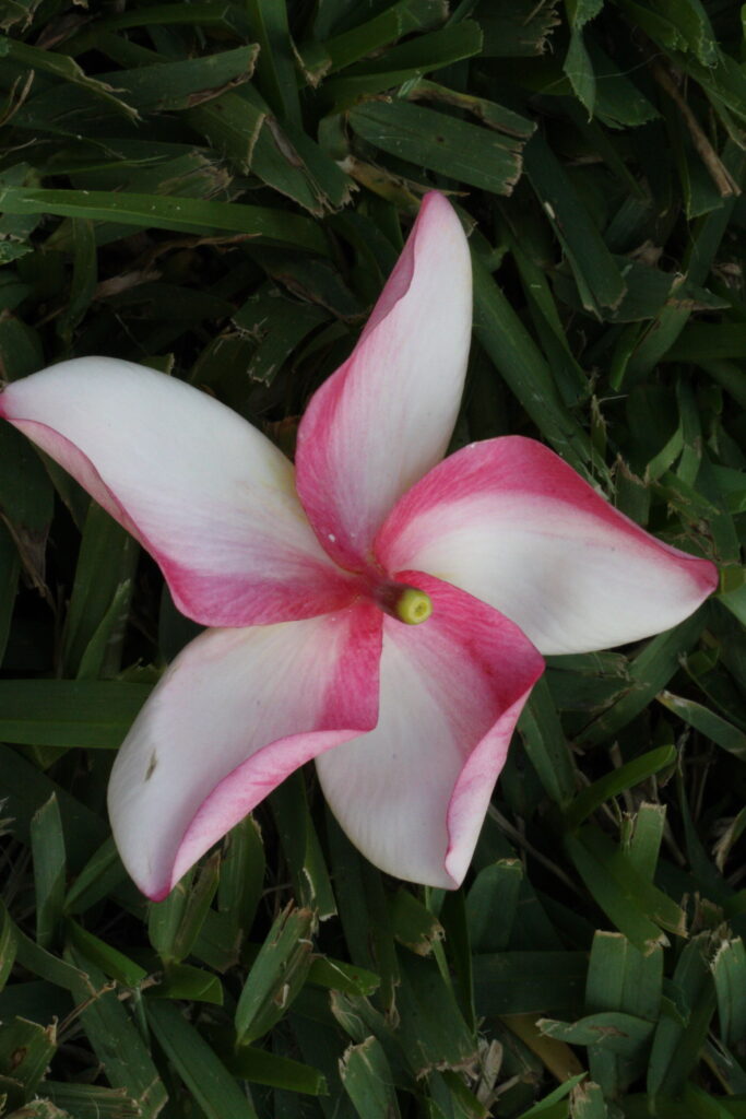 Renaissance plumeria photo