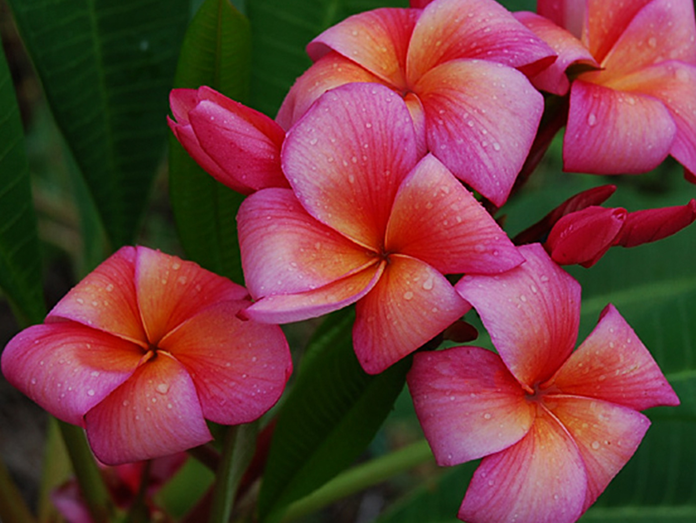 Renoir plumeria photo