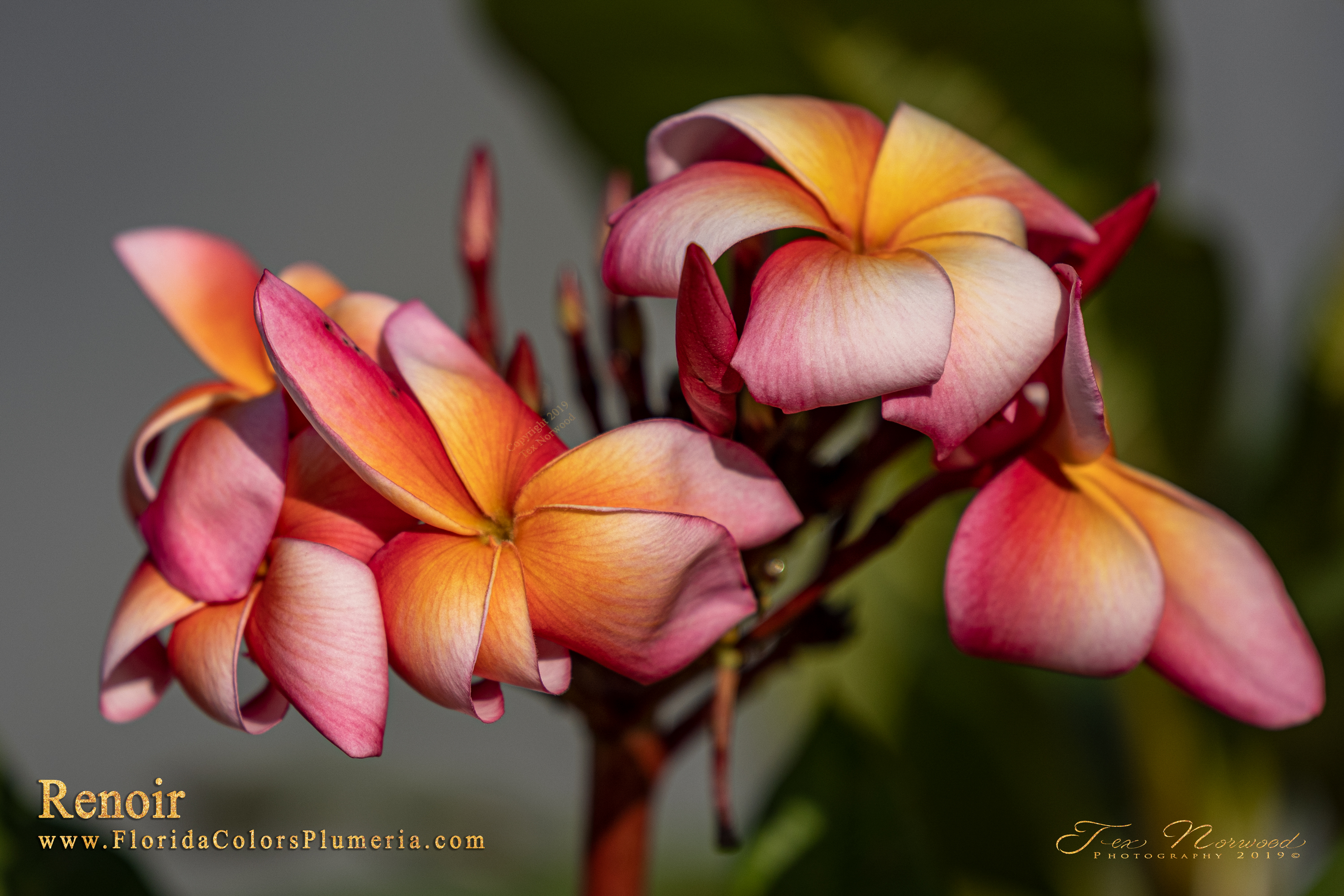 Renoir plumeria photo