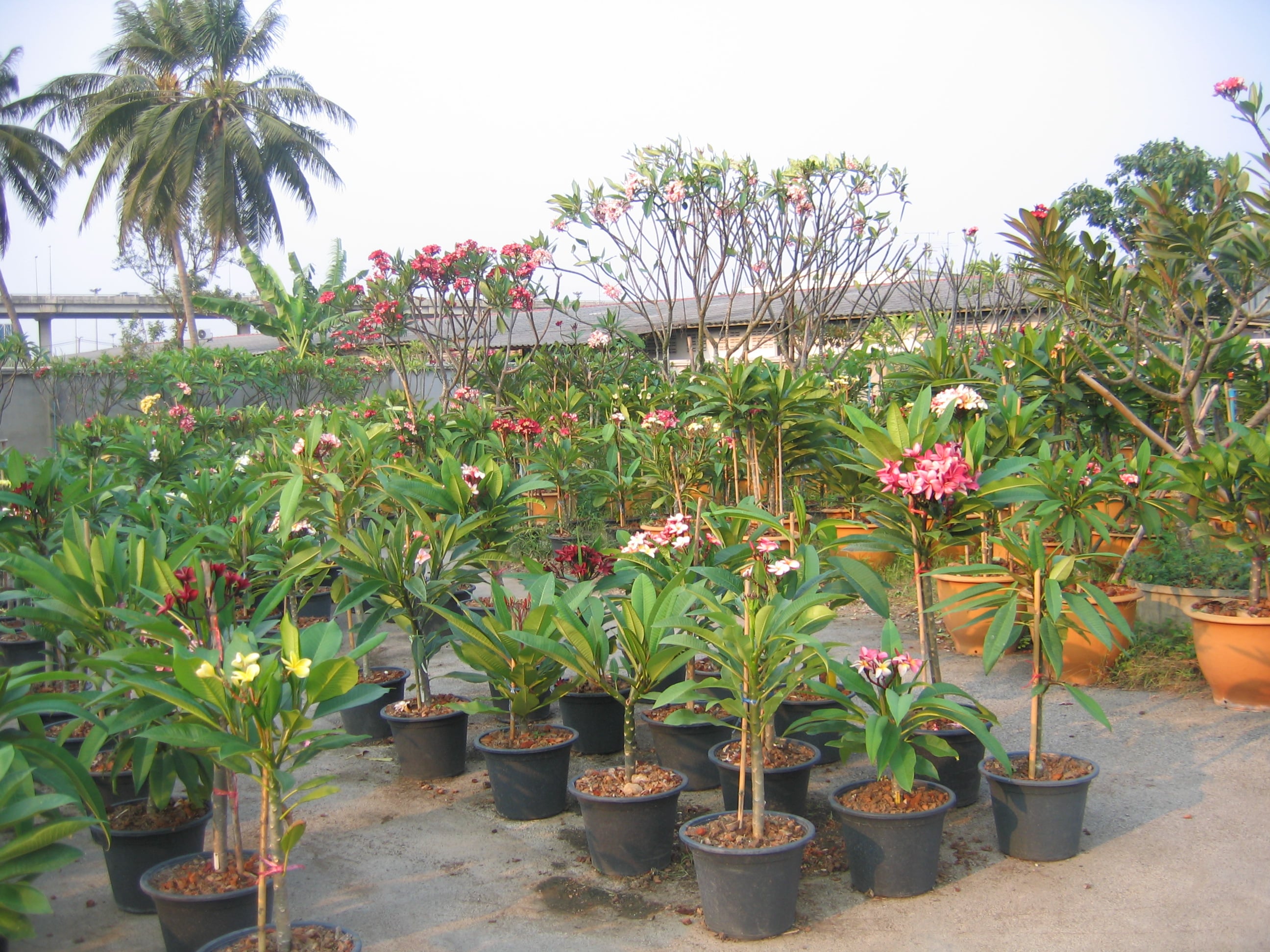 Bangkok plumeria photo