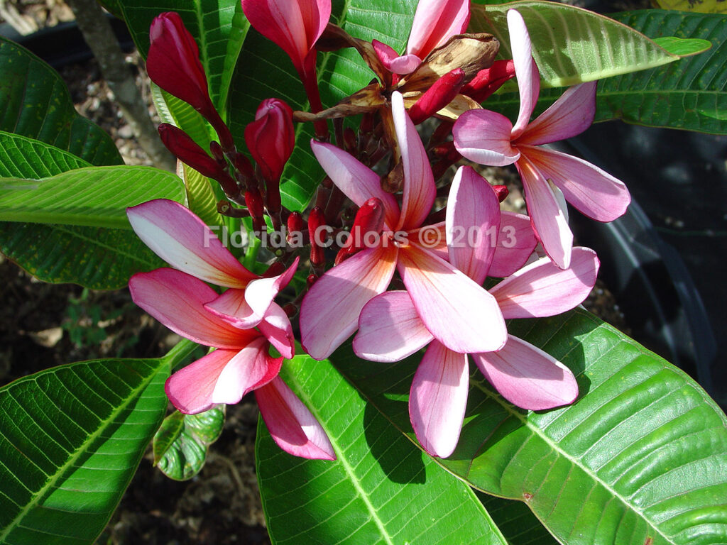 Richard Criley Dwarf Rainbow plumeria photo